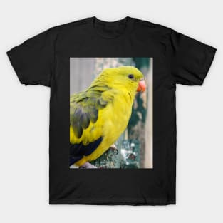 Regent Parrot T-Shirt